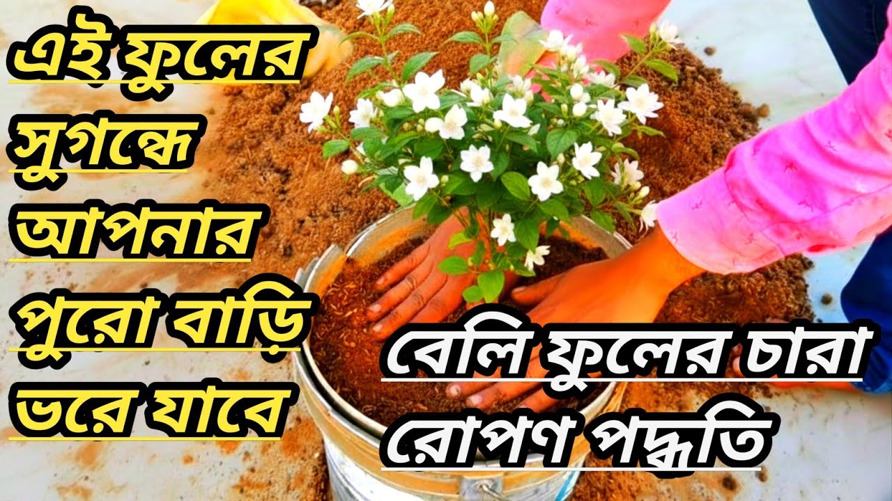 টবে বেলি ফুলের চারা রোপণ পদ্ধতি। Tobe Beli Phooler Chara Ropon Poddhoti🌲