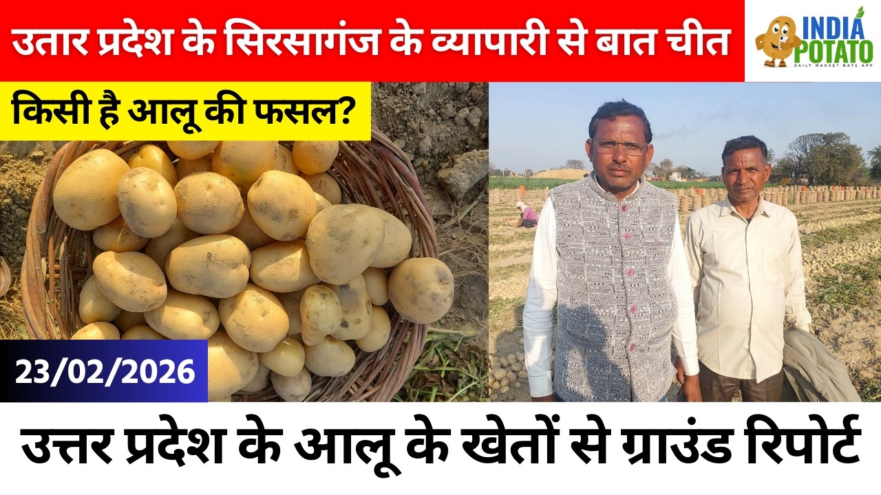 23/02/2026 : सिरसागंज, उतार प्रदेश के नई आलू के ग्राउंड रिपोर्ट | Potato Price in UP - India Potato