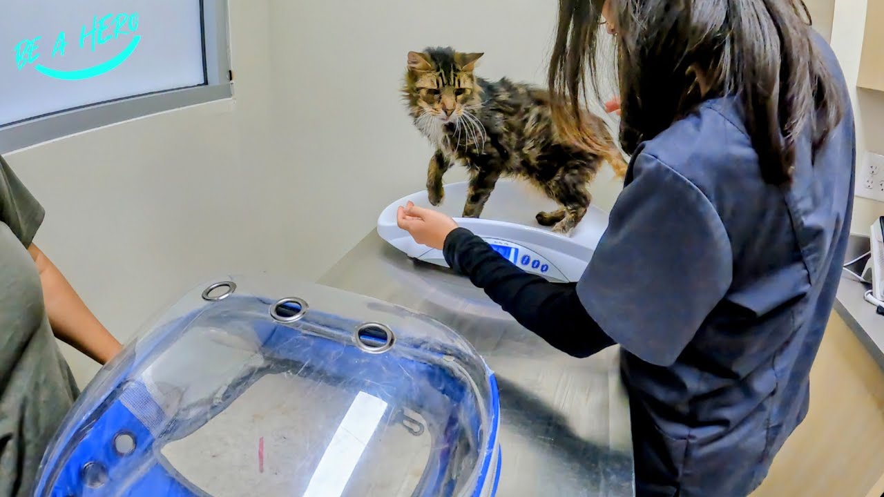 We were forced to take him back to the vet 😞