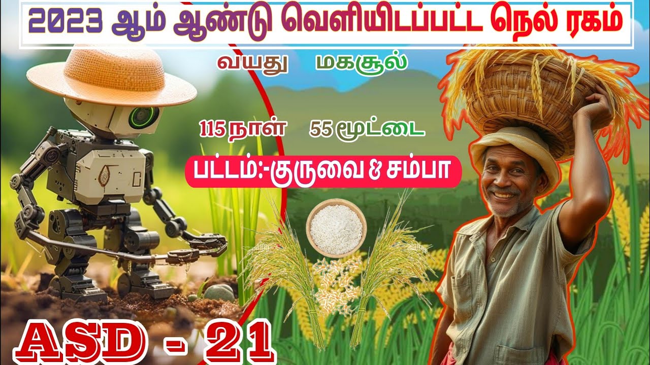 🌾 ASD - 21 நெல் ரகம்  | அதிக மகசூல் தரும் புதிய நெல் ரகம்  | Best Paddy Varities in Tamilnadu 