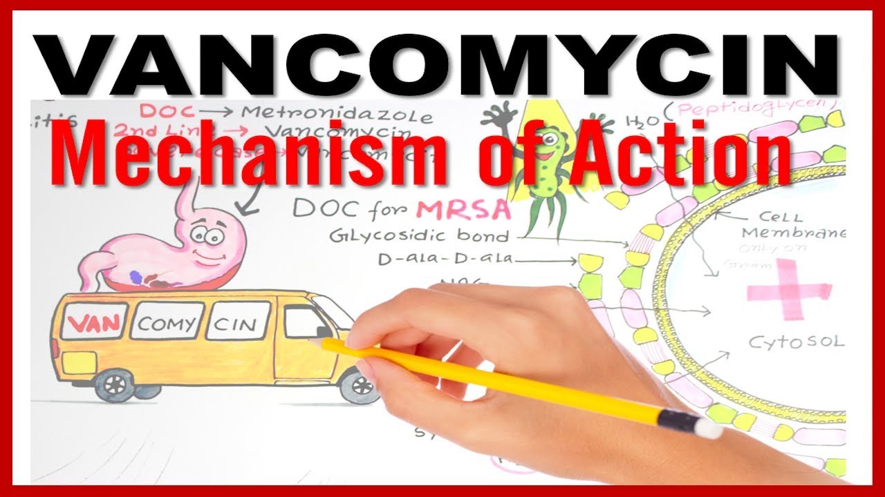 VANCOMYCIN Mechanism of Action