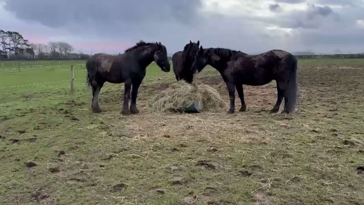 Friesian Friday Update  Muddy Mornings, Stable Days & January’s 3rd Storm