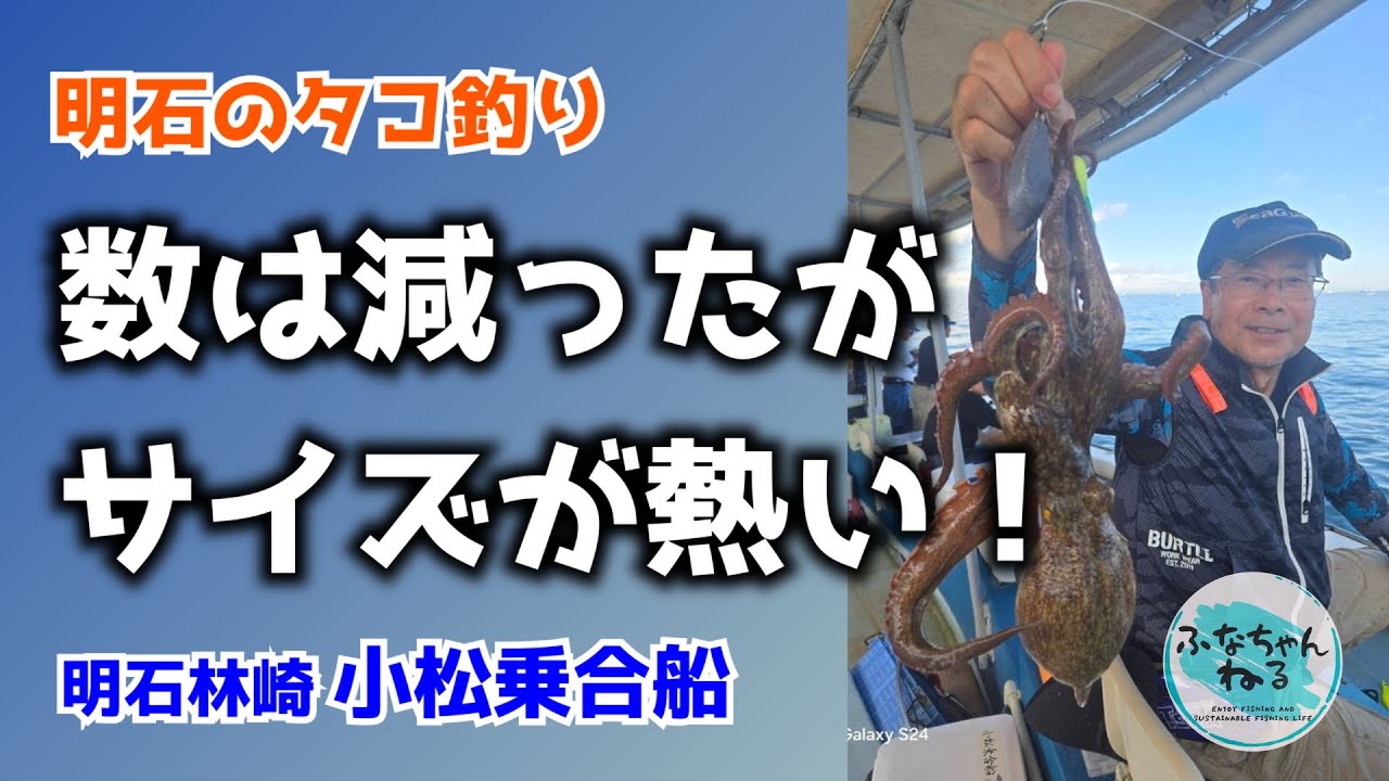 【明石タコ釣り】数は出ない、でも型がいい！