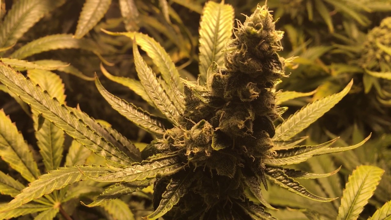 Day 50 of Critical Kush with Pineapple Skunk and Girlscout cookies Vlog