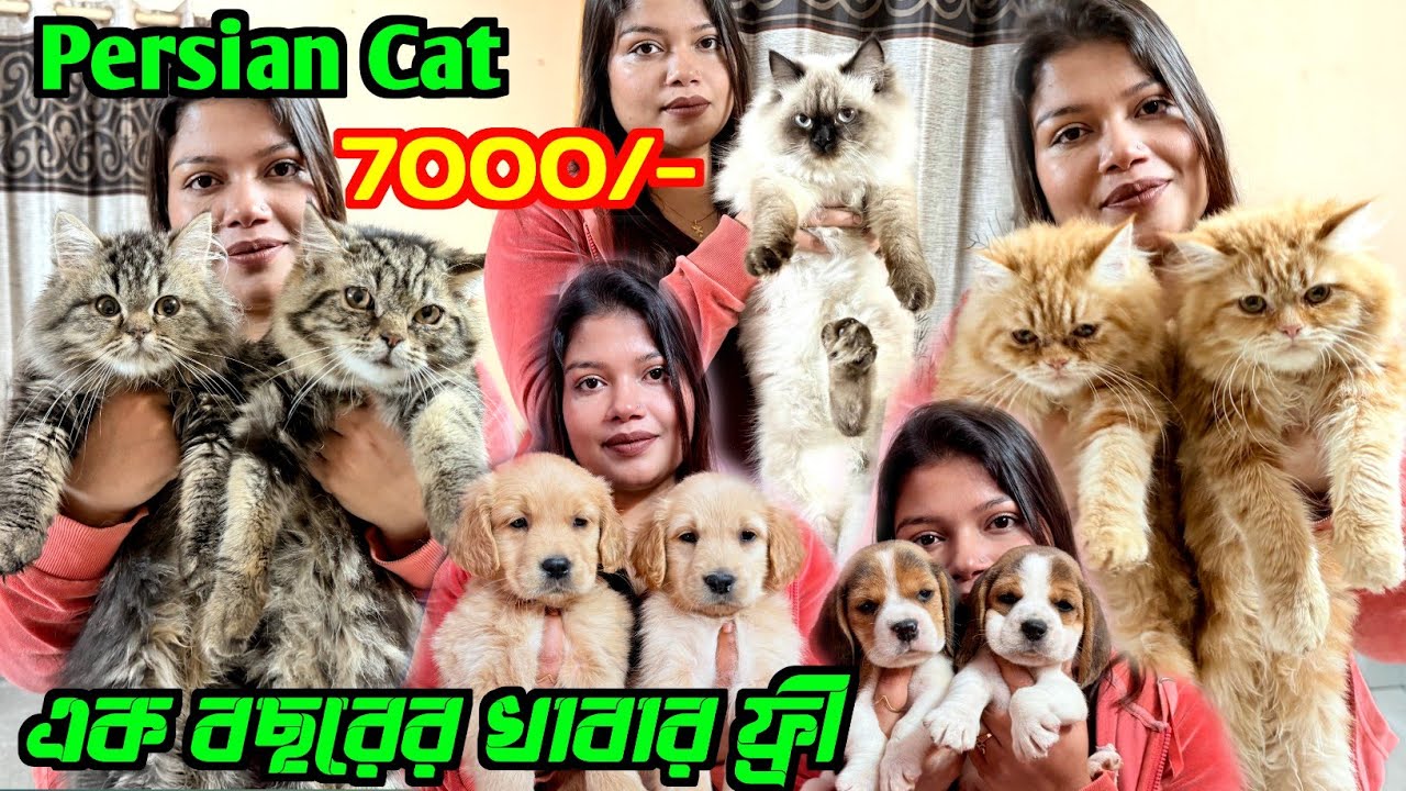 Persian Cat Only 7000 Rs. Cat Market in Kolkata. Kolkata Cat Market. Dog Market Kolkata.