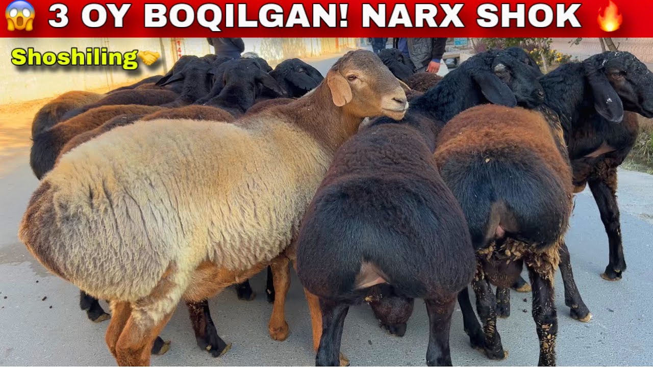 😱 DEHQONDAN 3 OY BOQILGAN DAXSHAT QO‘CHQORLAR! NARX SHOK🔥