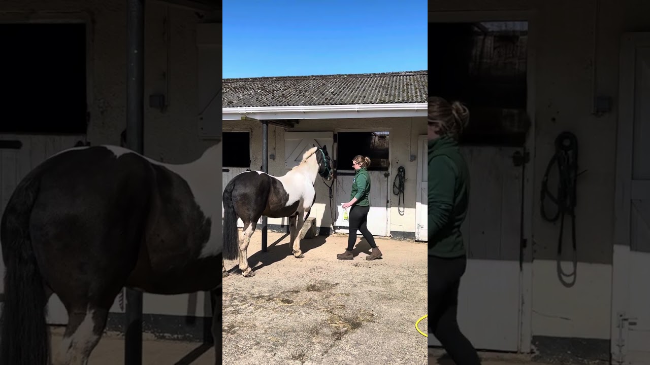 Negative reinforcement training