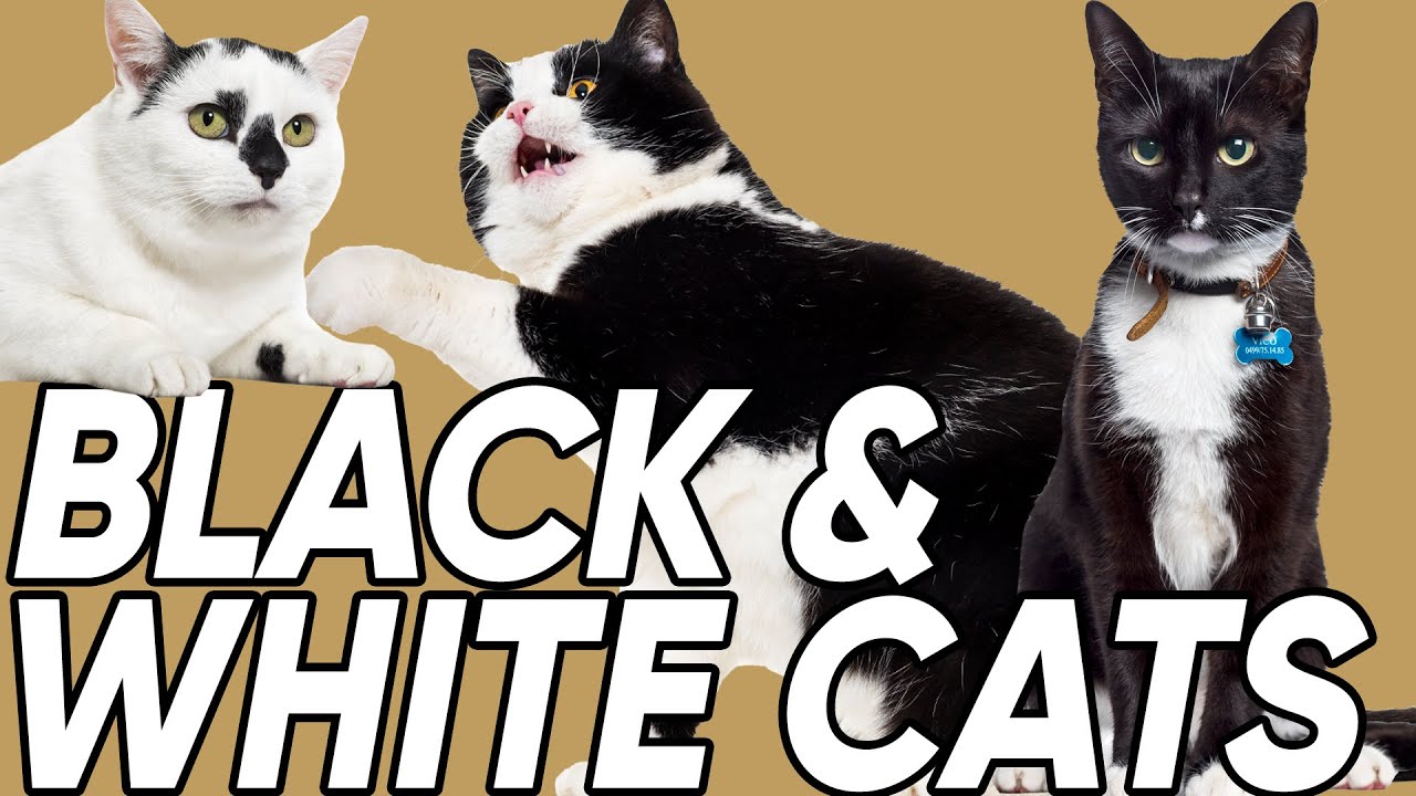Do You Know the 3 Classifications of Black & White Cats?
