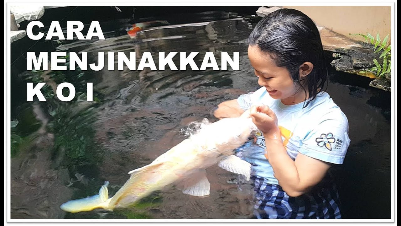 CARA MENJINAKKAN KOI | Tutorial Kolam Koi  (22)