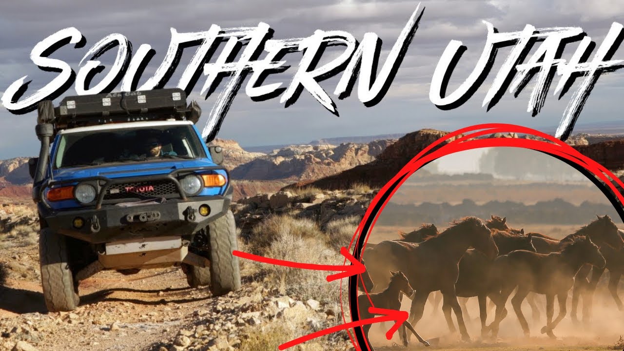 Overlanding In Utah | Witnessing the Magic of Wild Horses in Utah's Desert!