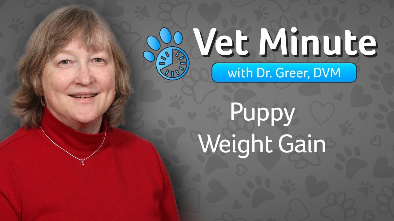 Vet Minute: Puppy Weight Gain
