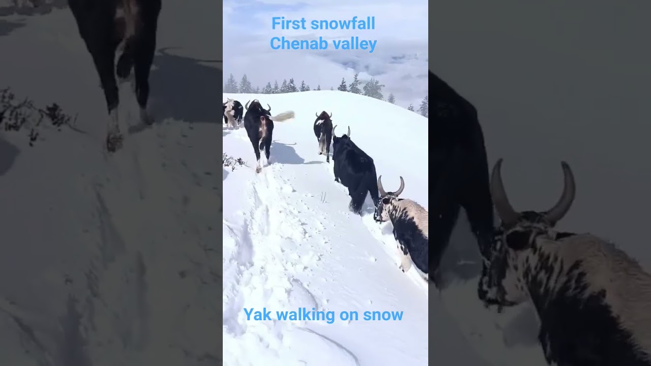 First snowfall of chenab valley #explore #travel #snow #winter #love #animals #cool #enjoy#beautiful