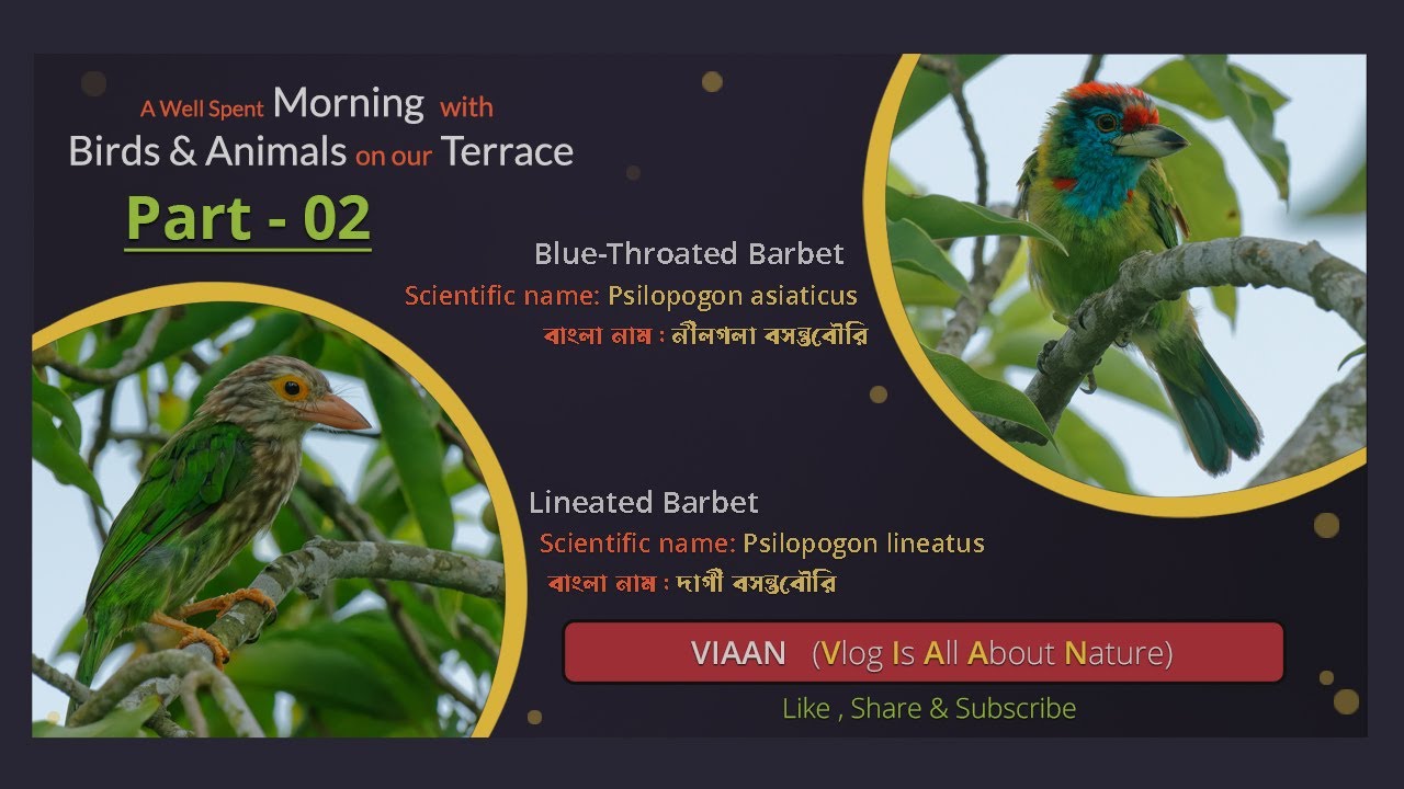 Blue-throated barbet & Lineated barbet - watching bird from terrace