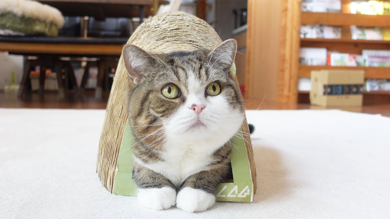ねこを可愛く撮る方法。-How to take a cute video of Maru.-