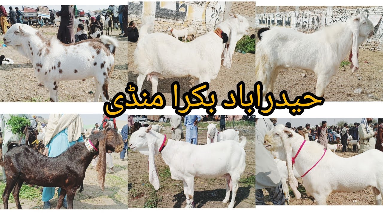 Heydrabad bakra mandi New Latest Today Update Date( 18 2 2026 )