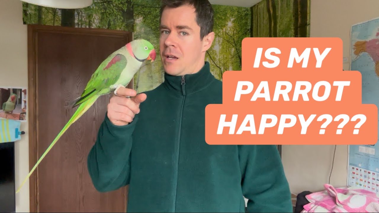 Звуки попугая, александрийский попугай #alexandrineparakeet #parrots @parrotshealth