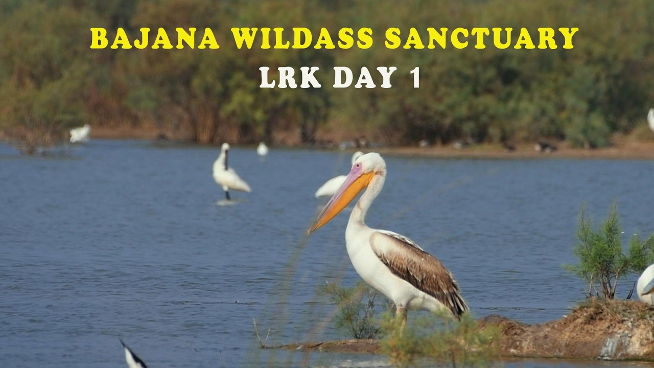 Little Rann of Kutch Wildlife | Flamingos, Imperial Eagle & Red-necked Falcon | Day 1