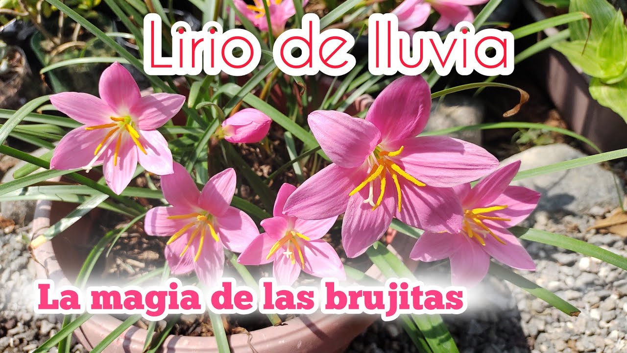 El secreto de los lirios de lluvia / Flor de mayo / brujitas / Mayito
