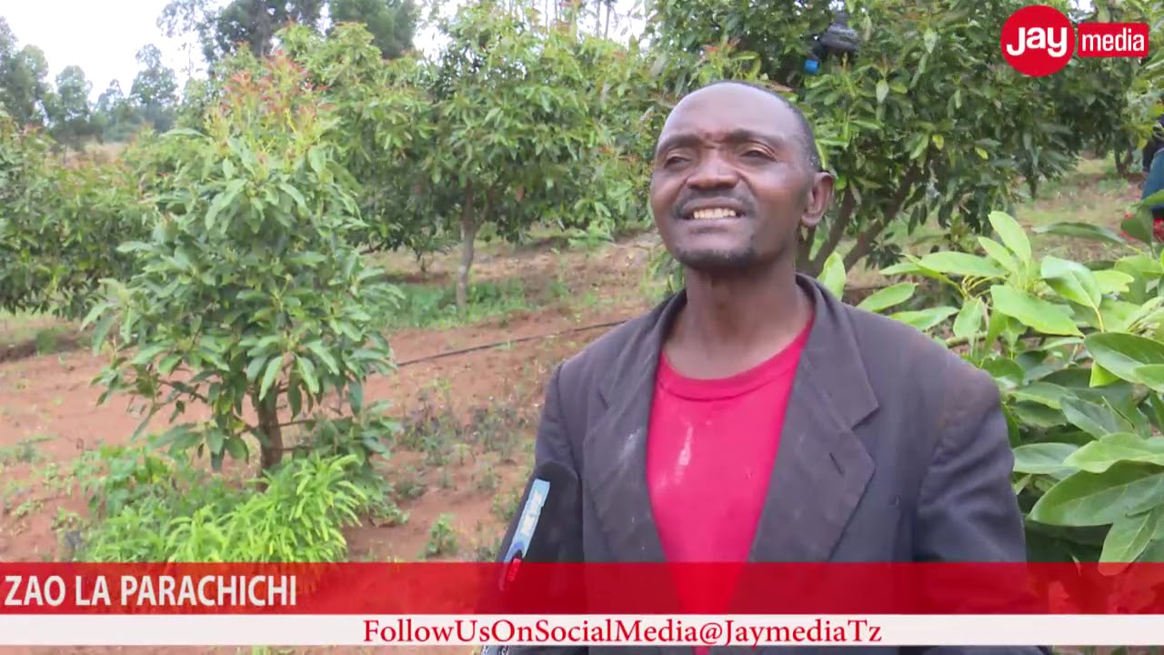 Matumizi Ya Kikombe  Ktk Uvunaji Wa Parachichi|Wakulima Wanena, Changamoto,Mafanikio| Full Video