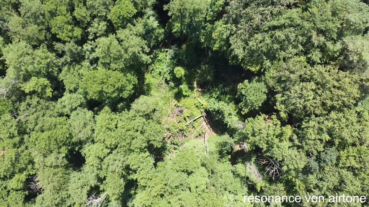 Naturschutzgebiet Riedried - Erlen Sumpf- und Bruchwald