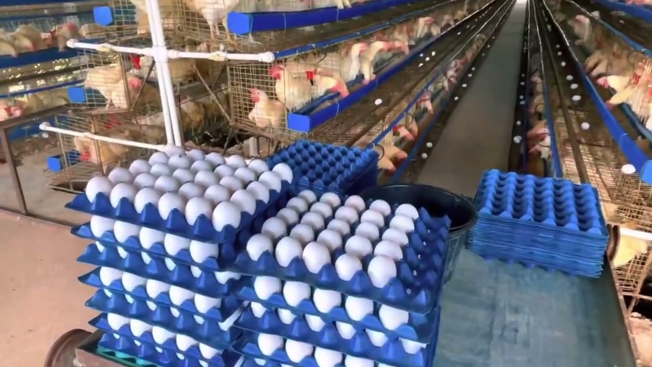 NOV-027 • Operational Poultry • 1.2 Hectares | San Jose, Batangas
