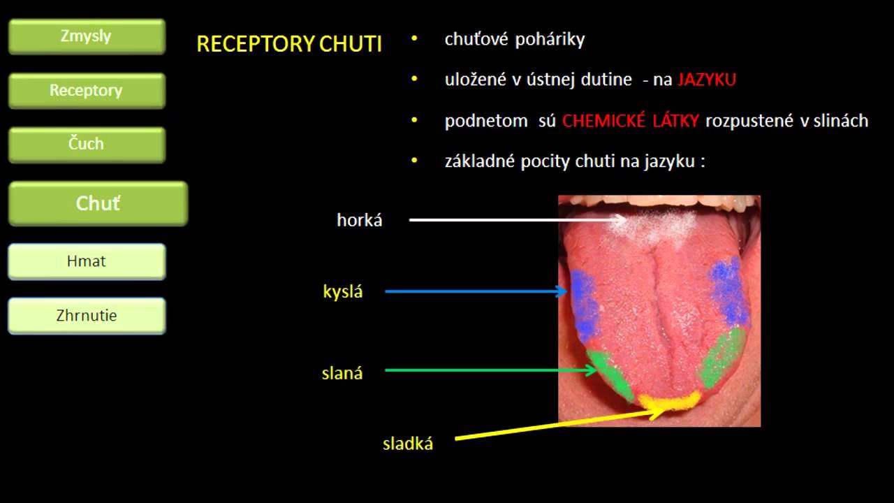 Biológia - Zmysly - Chuť, čuch, hmat