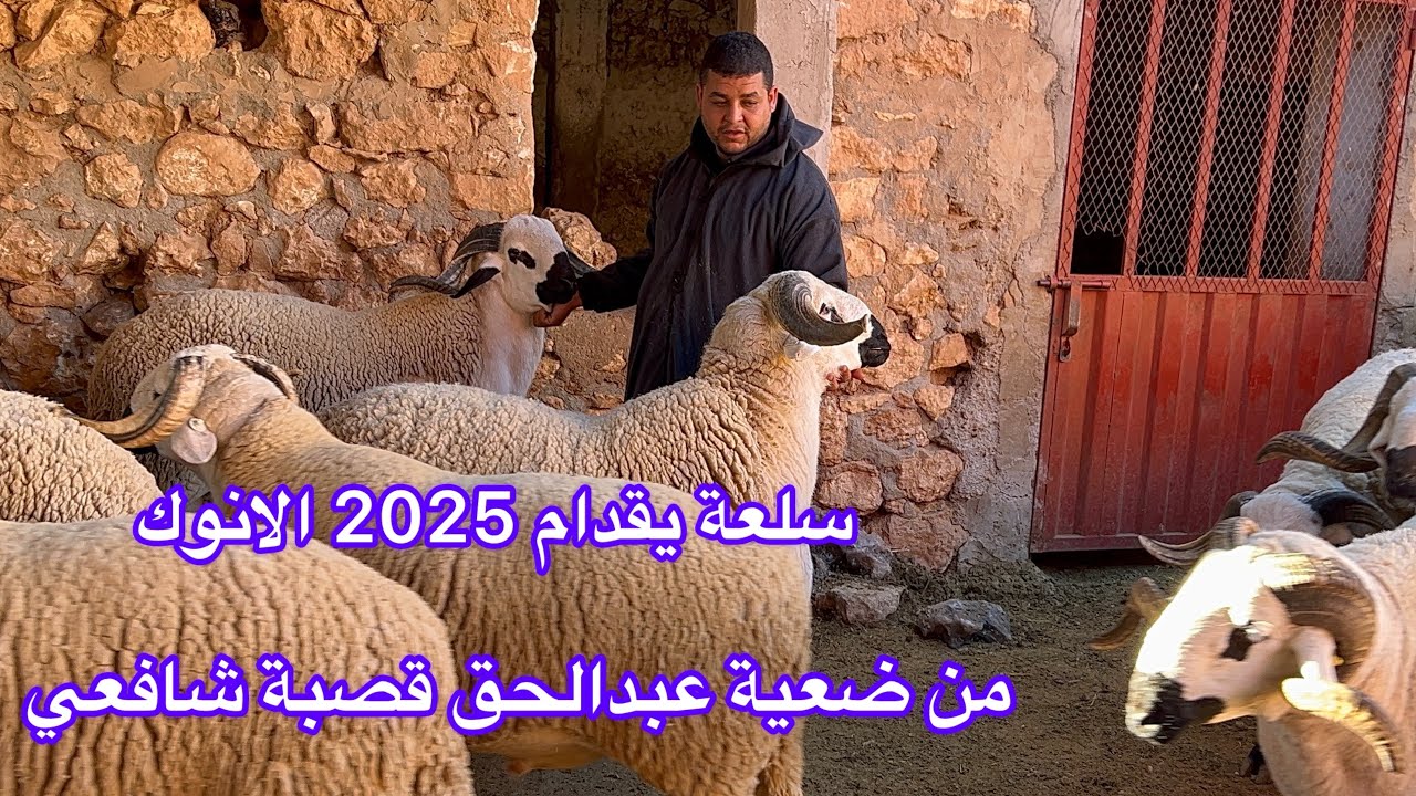 سلعة يقدام الانوك اسي عبدالق 2025 سلعة ملكية الانوك أجي تشوف