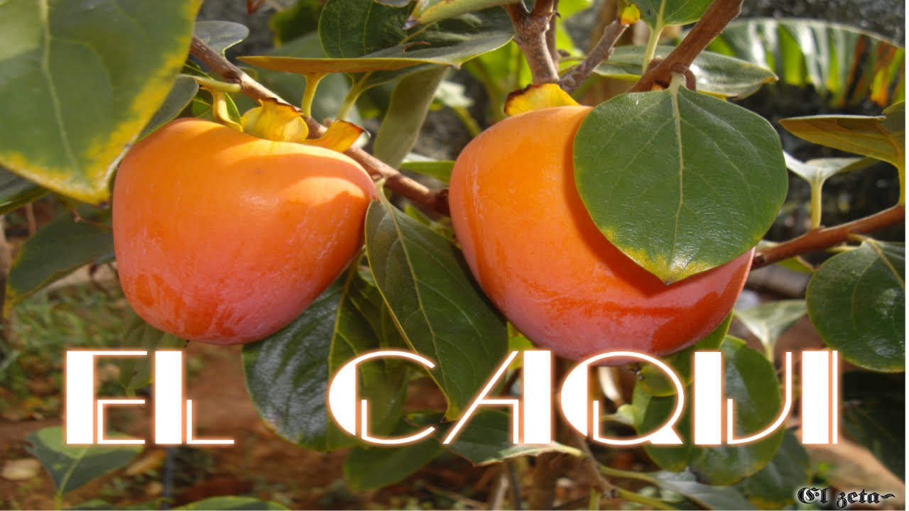 El Cultivo Del Caqui