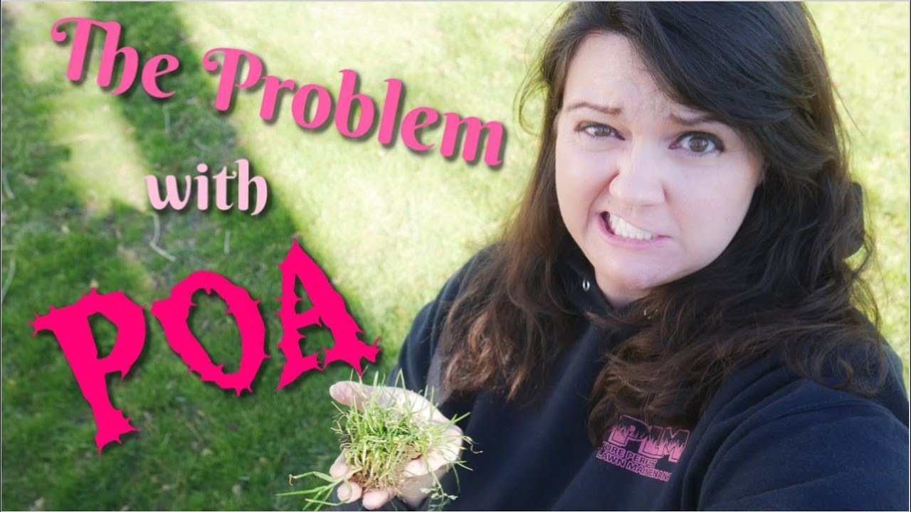 Poa Annua and Poa Trivialis | Do I have POA Annua or Trivialis??? | PPLM