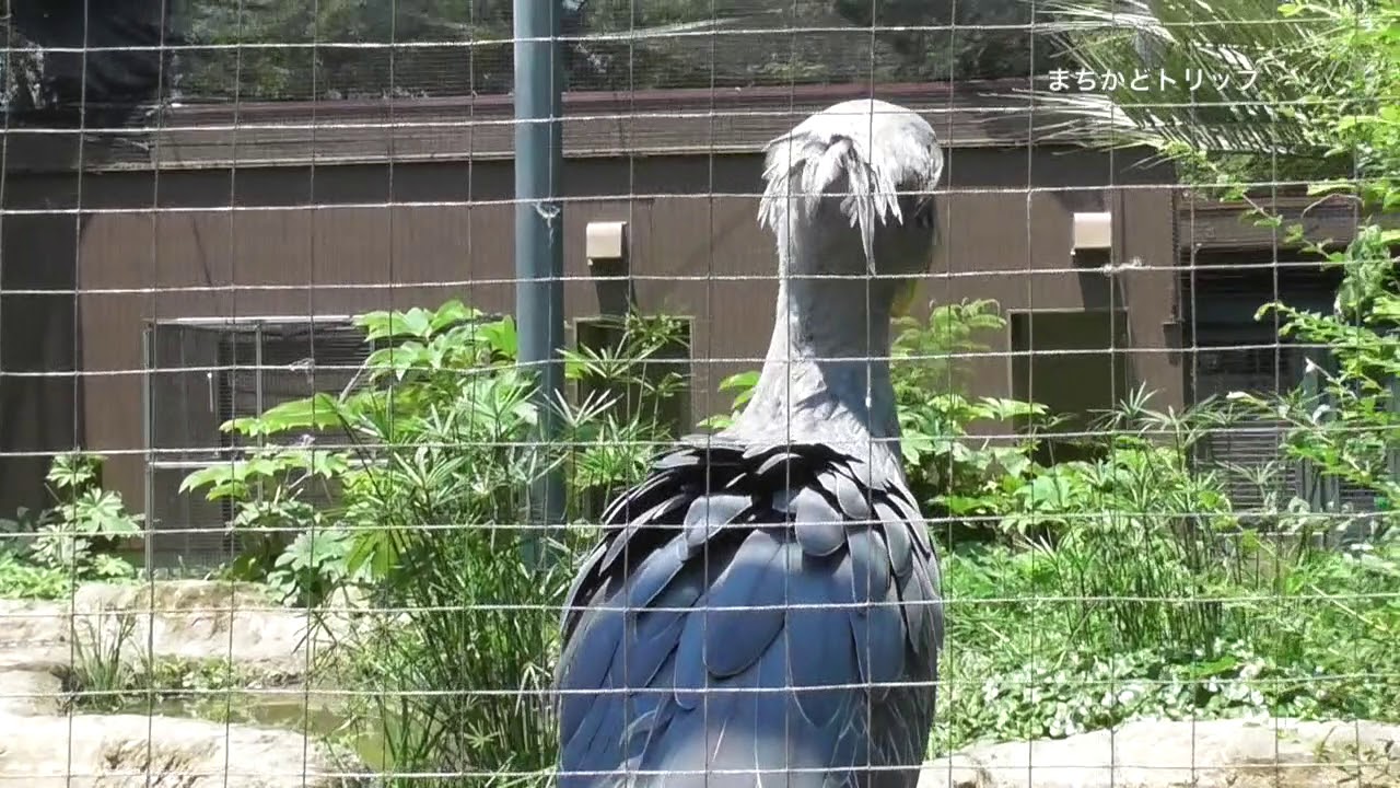 高知 のいち動物公園 よく動くハシビロコウ!!