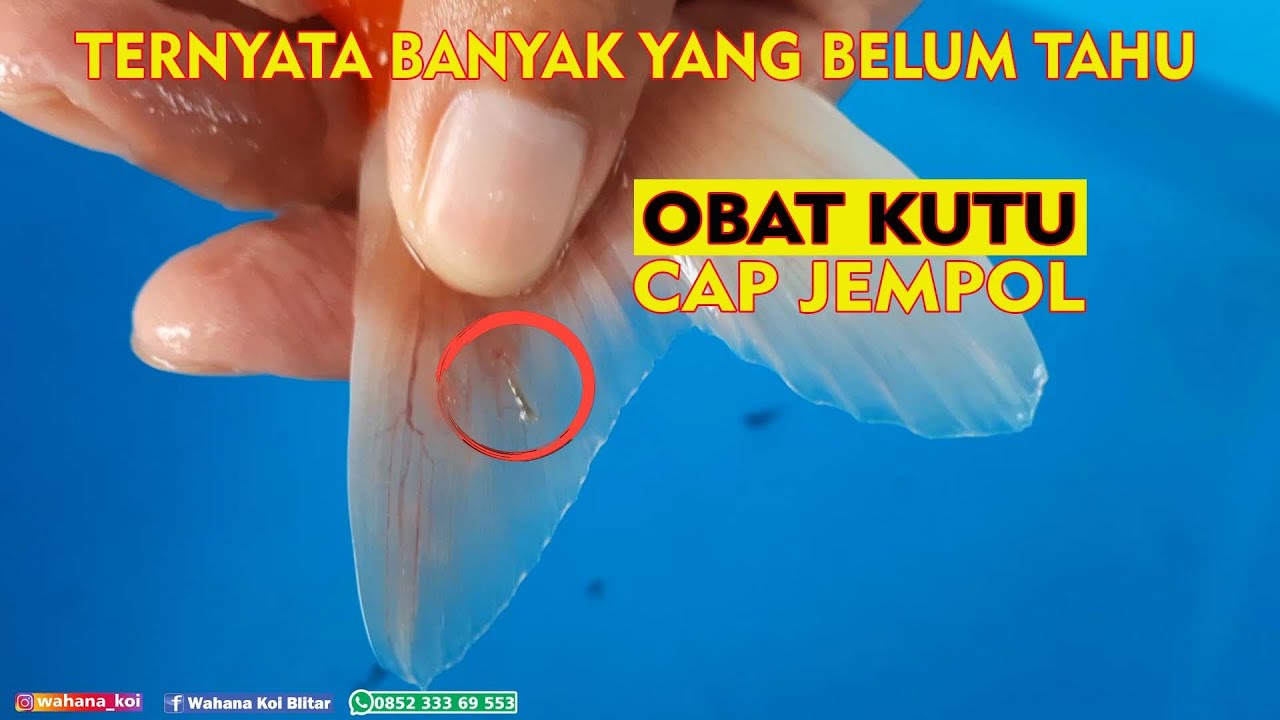OBAT KUTU CAP JEMPOL PALING AMPUH UNTUK KUTU JARUM PADA IKAN KOI