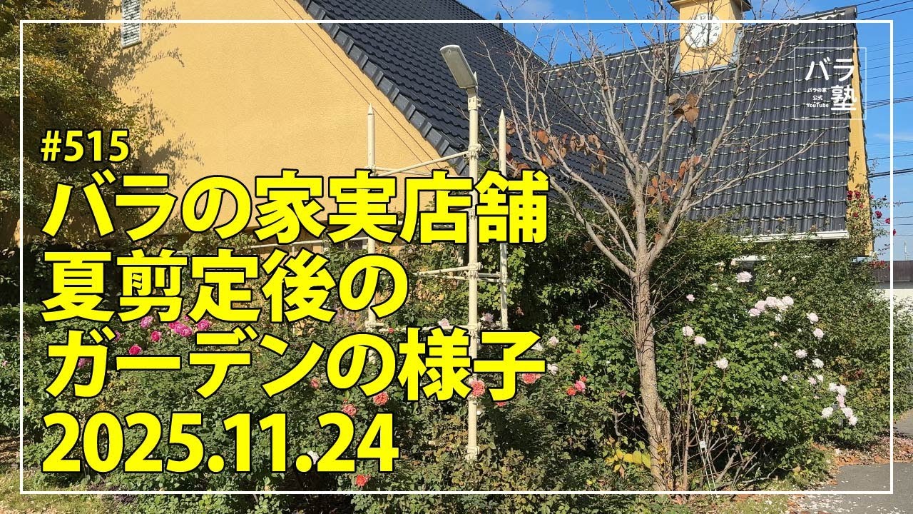 #515 バラの家実店舗 夏剪定後のガーデンの様子2025.11.24