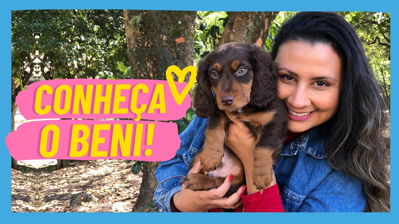 Meu filhote Dachshund Pelo Longo