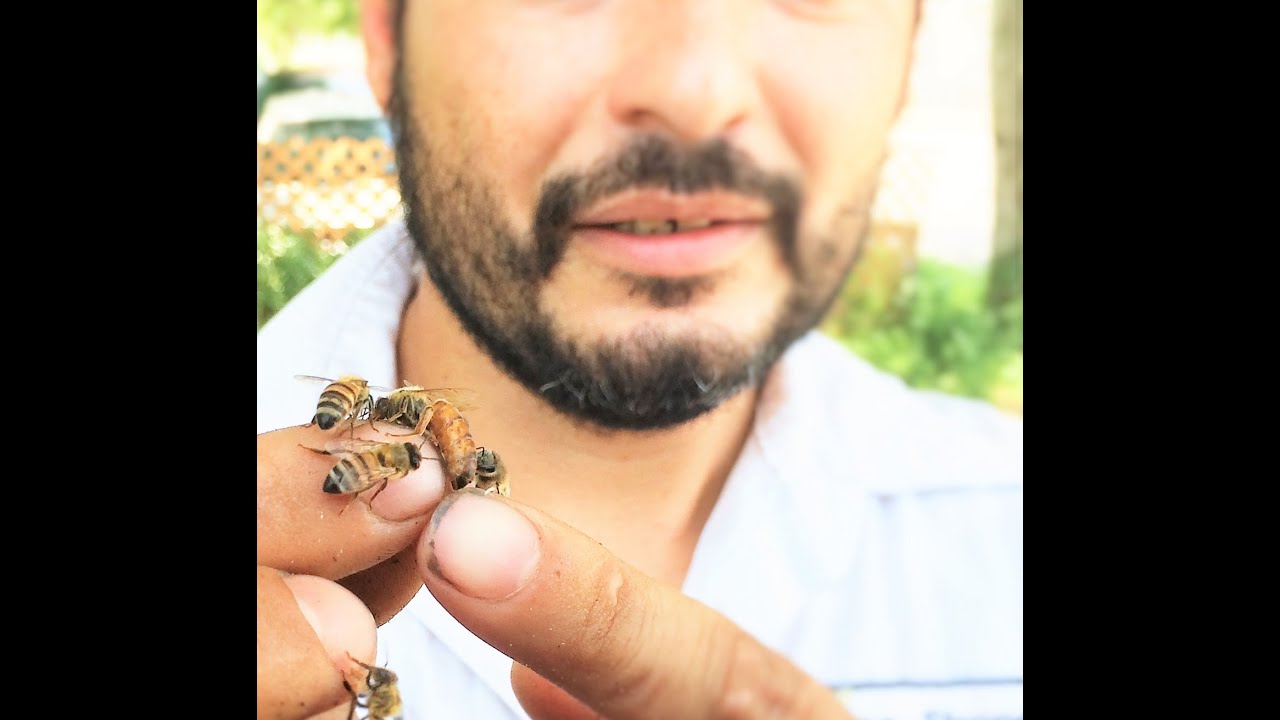 Honey Bee Removal of new hive in Mission, TX by Luis Slayton of Bee Strong Honey