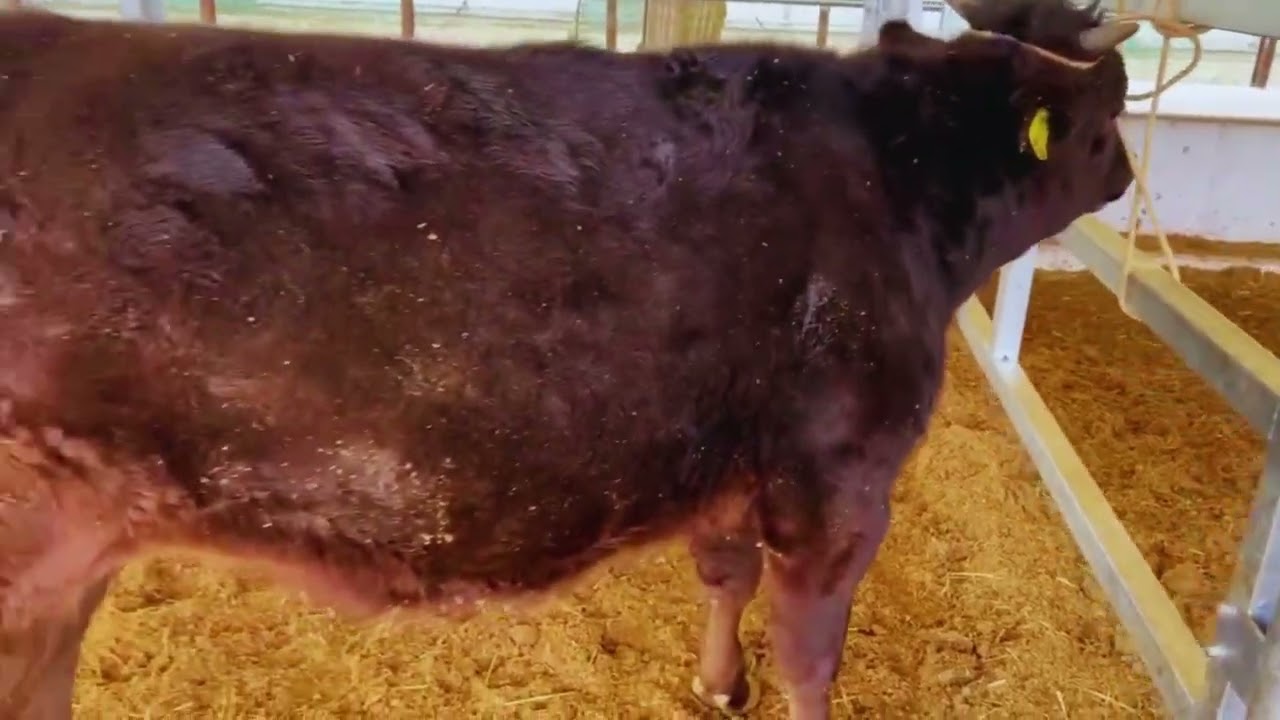 神戸ビーフ生産現場のご案内