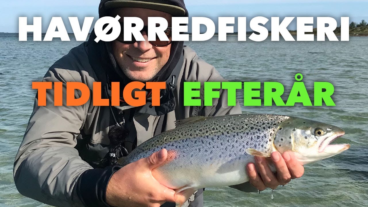 Havørredfiskeri Tidligt Efterår - Jagten På Den Flotte Sensommer Havørred🎣