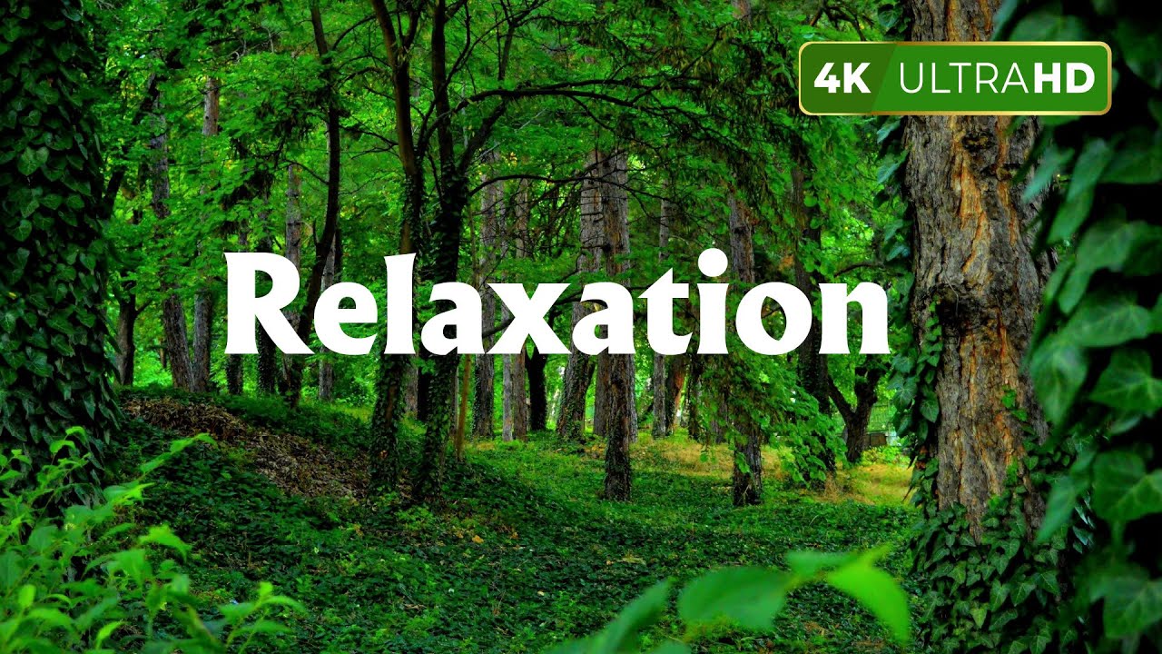 The Way of the Singing Forest - 3 Hours for Sleep, Relaxation and Meditation - 4K HDR