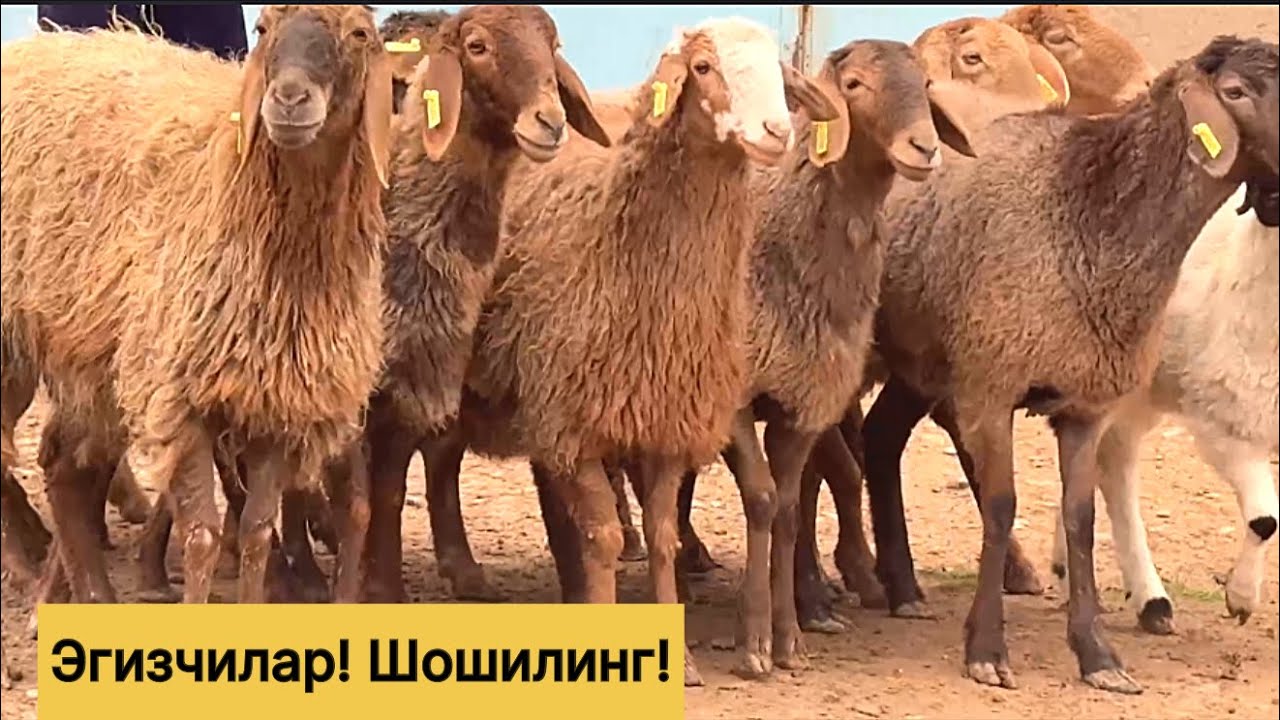 Эгизчилар! Шошилинг! 882919200☎️ 993307484☎️