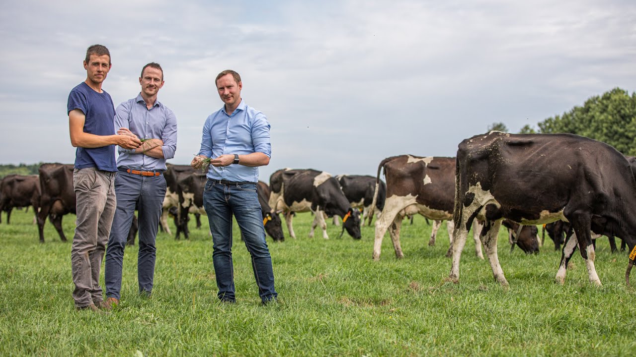 Costello Brothers - Irische Weidemilch aus Brandenburg