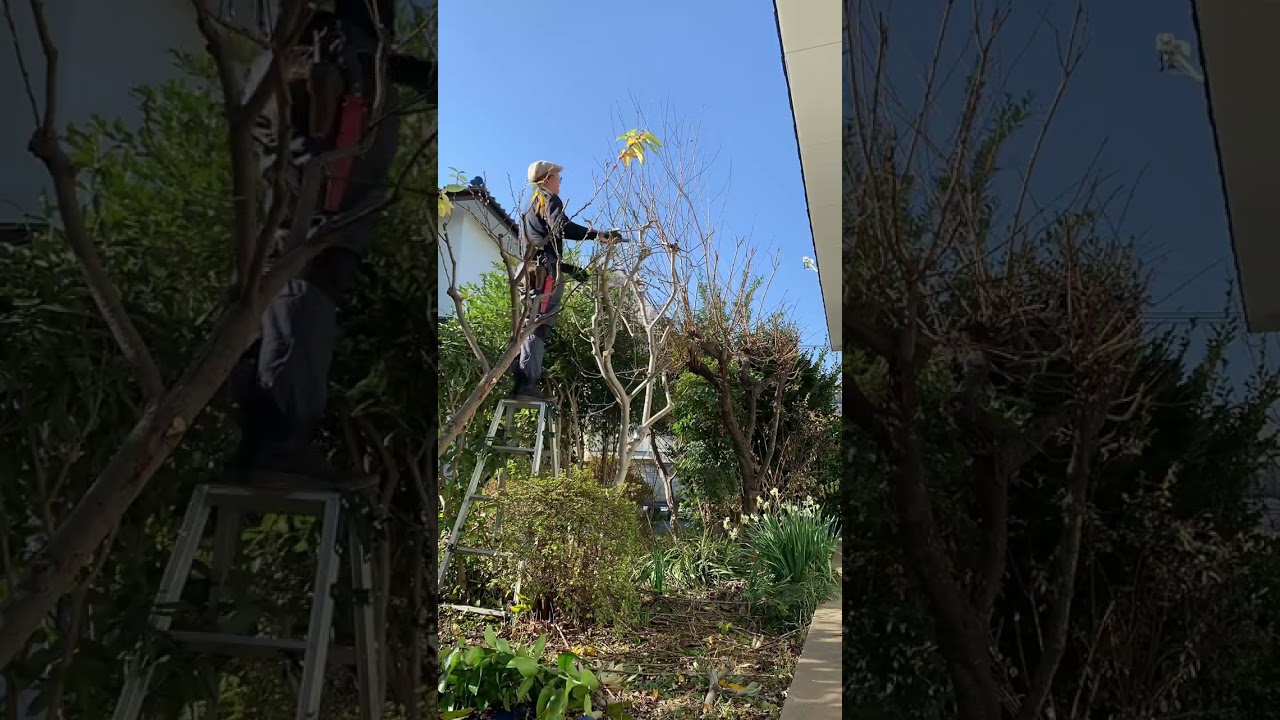 ツバキの剪定