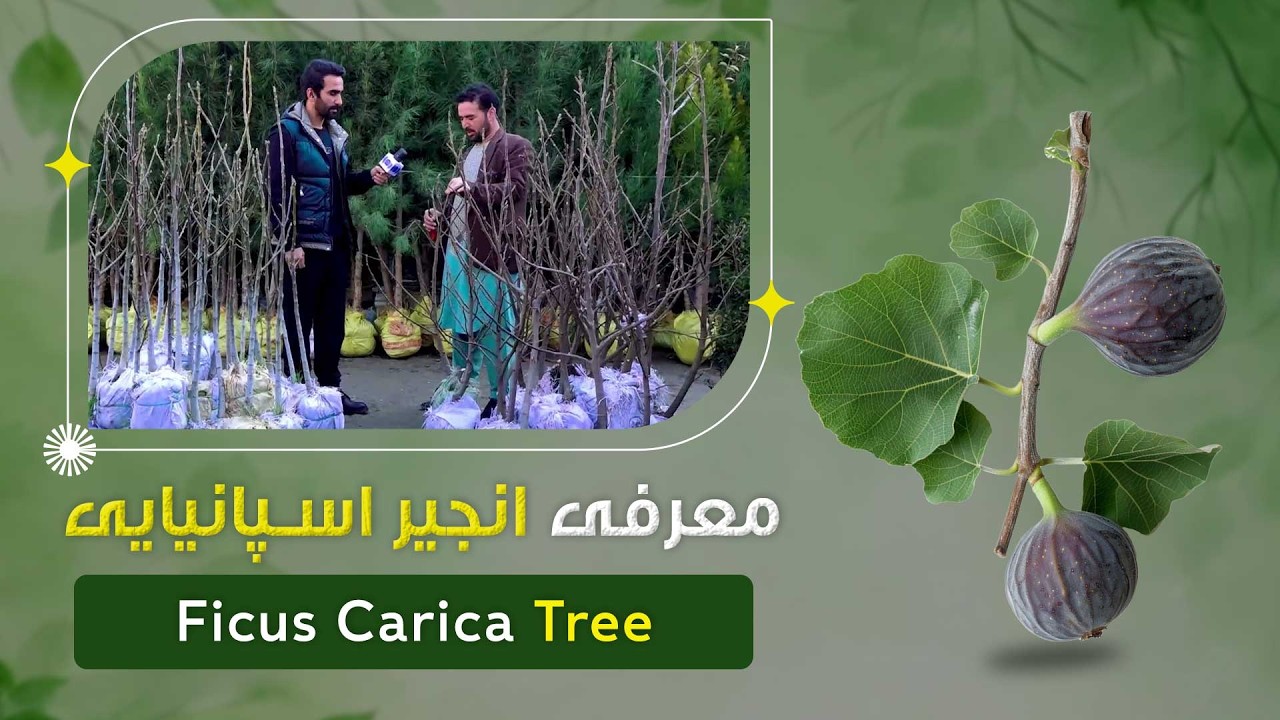 معرفی درخت انجیر اسپانیایی در یک گلفروشی پروان دو، کابل