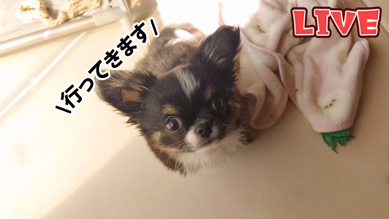 【Live】来週巣立つ仔犬との週末夜のラスト配信【ブリーダー】