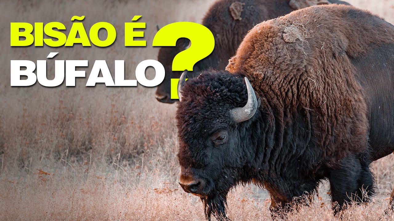 BISÃO É BÚFALO?