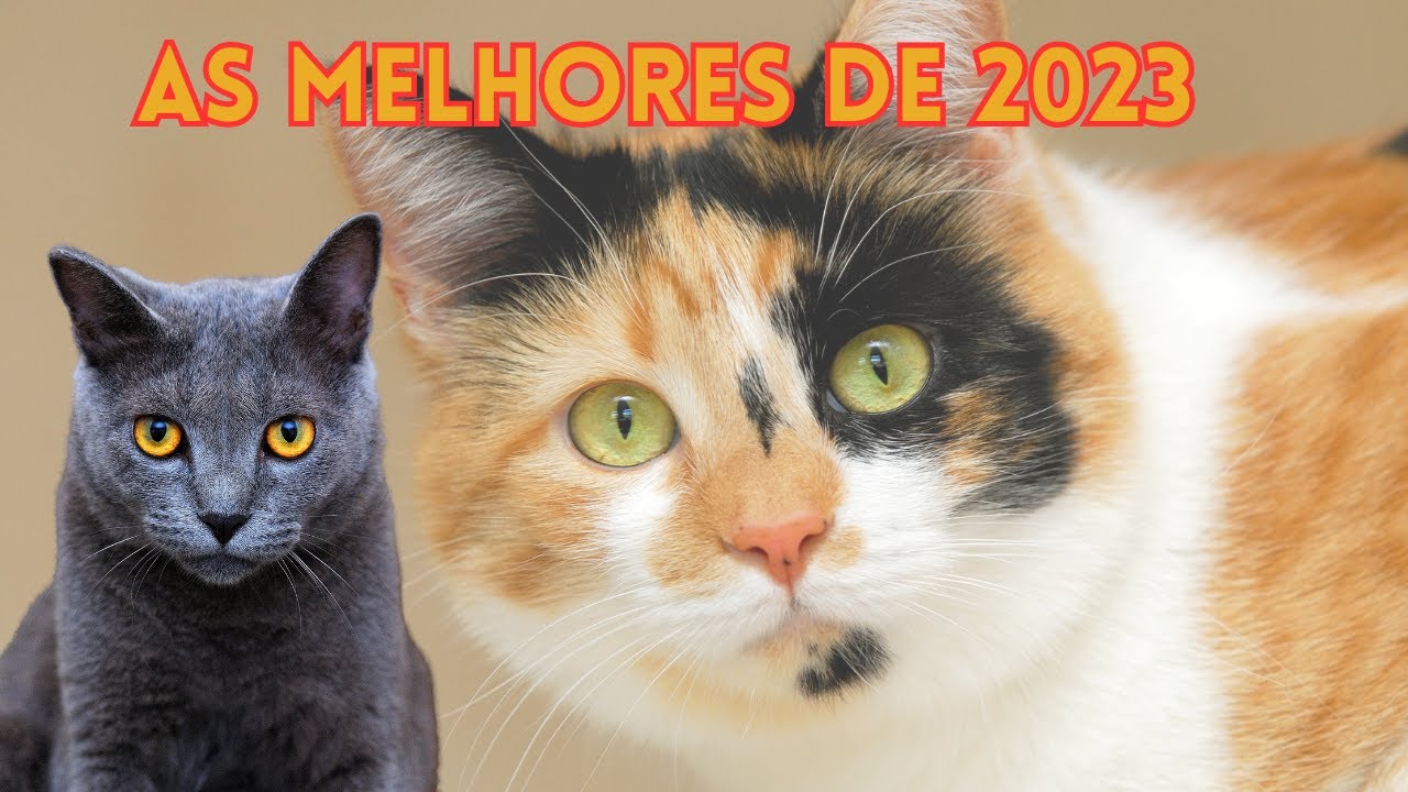 As 3 melhores COLEIRAS ANTI-PULGAS para o seu gato em 2023
