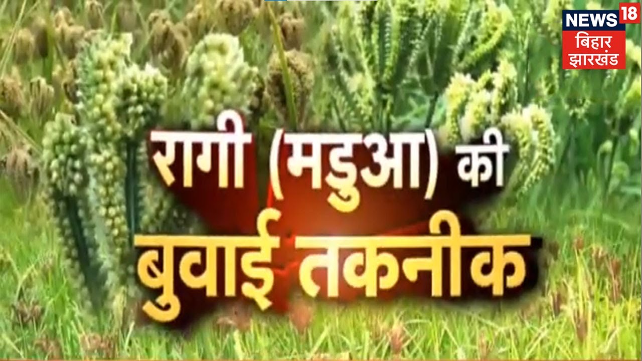 Ragi Millet Cultivation | मडुआ की वैज्ञानिक बुवाई तकनीक | Hindi News | Annadata