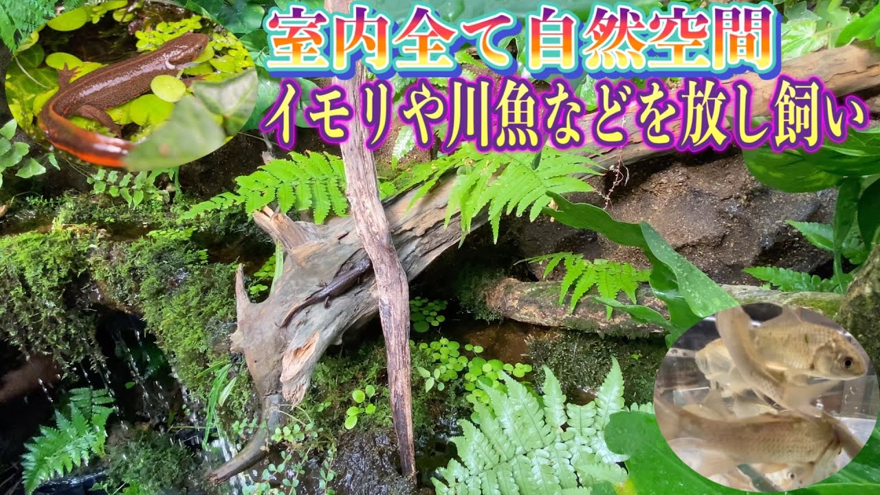 【究極の池小屋作り】⑦生き物投入第三弾、水が流れ落ちる苔湿地帯にイモリや魚を放し飼い