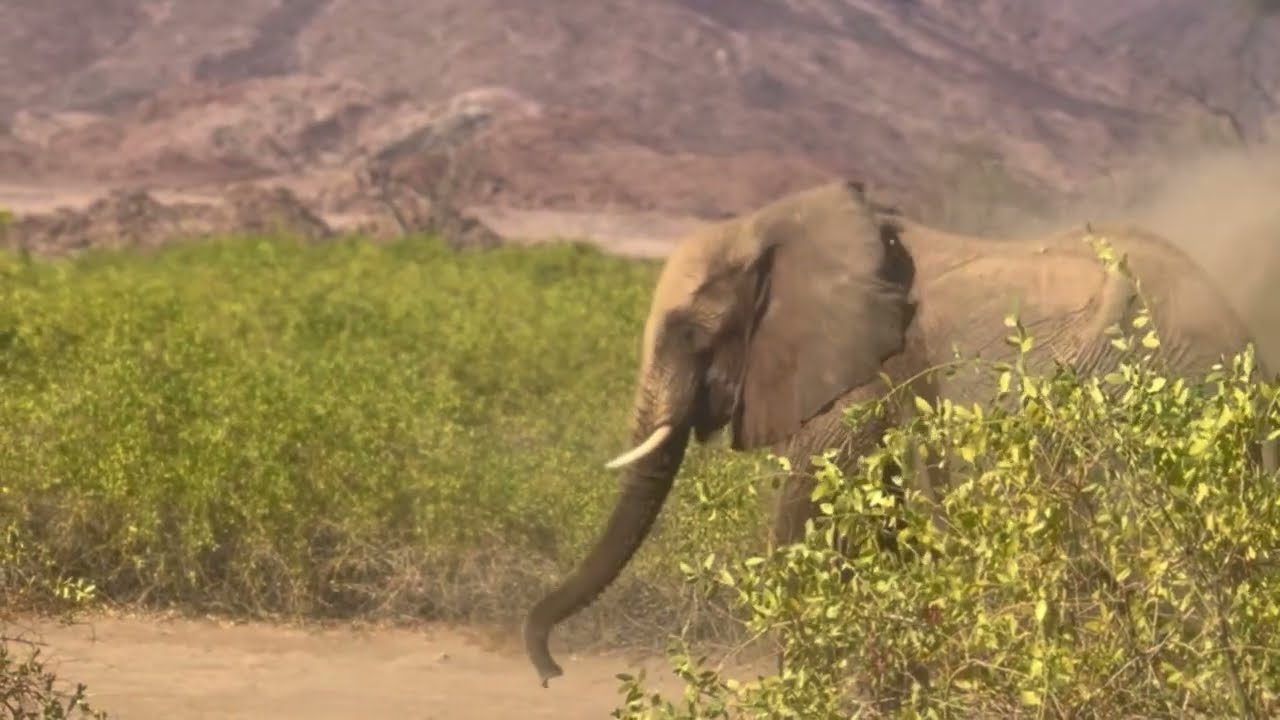 Family Elephant Conservation Volunteering in Namibia | Unforgettable Desert Adventure!