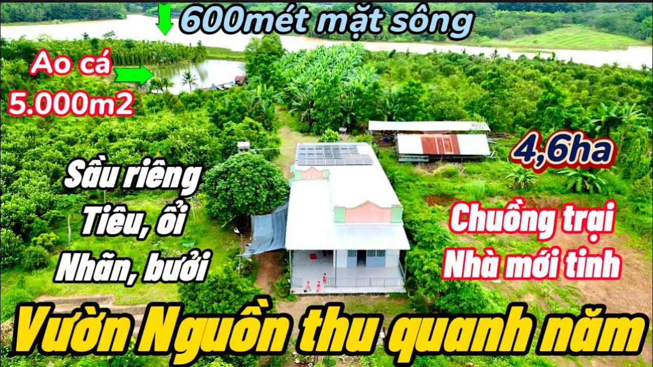 127. Bán đất vườn sầu riêng đẹp như tranh, Ao cá 5.000m2, 600mét mặt sông, Tặng Nhà chuồng trại