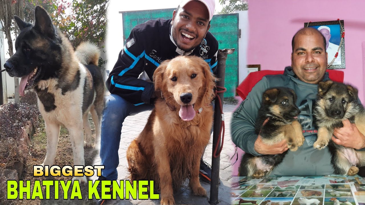 INDIA BIGGEST DOG KENNEL| BHATIYA KENNEL | ADITYA CHAUDHARY