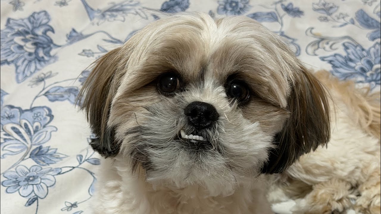 Mr.Tobyshihtzu is live!